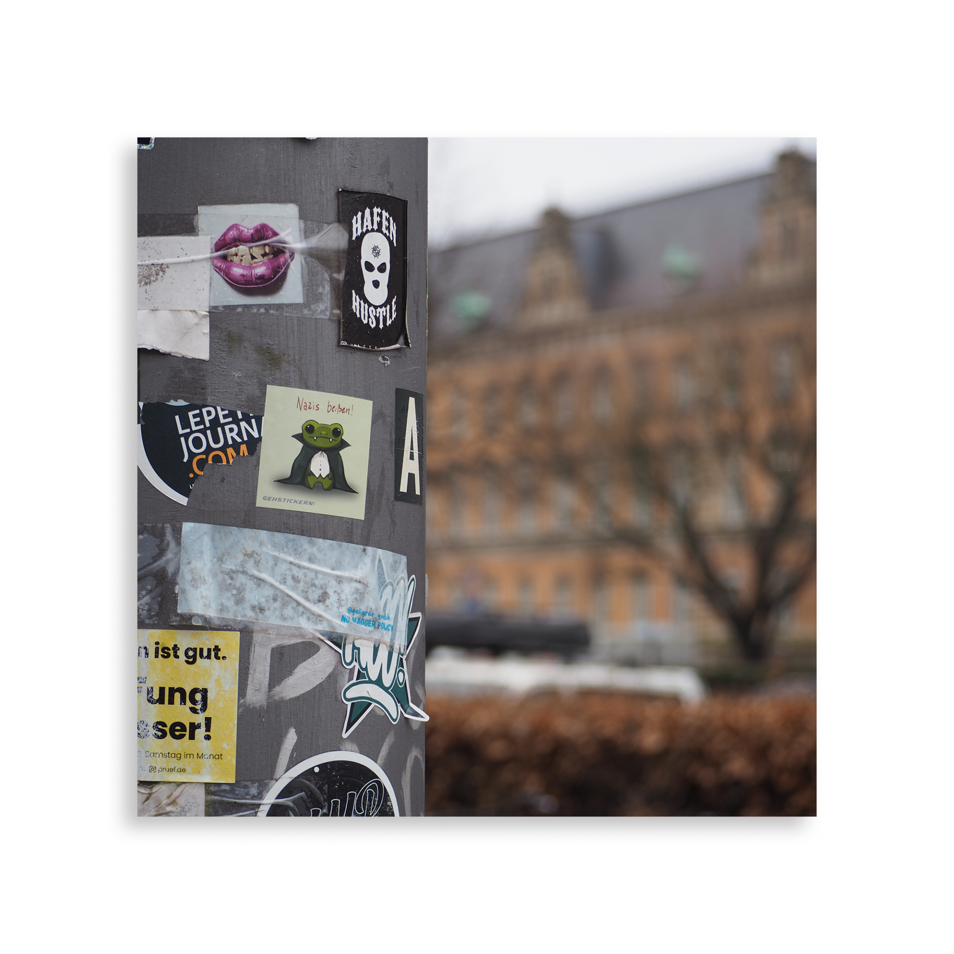 Frosch – Bild 2